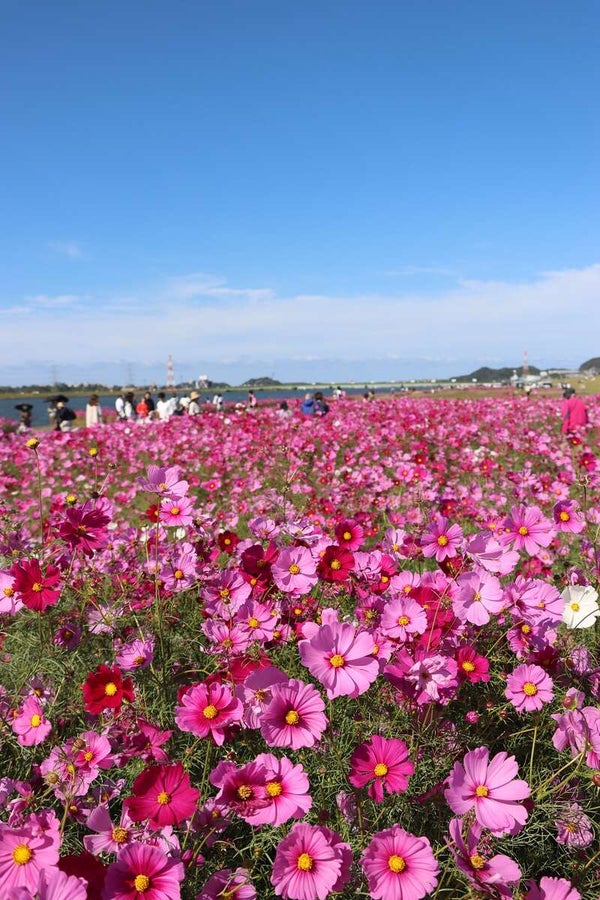 【光・下松・徳山発】響灘緑地グリーンパーク「秋バラ&コキアの紅葉」と水巻町のコスモス 日帰り3